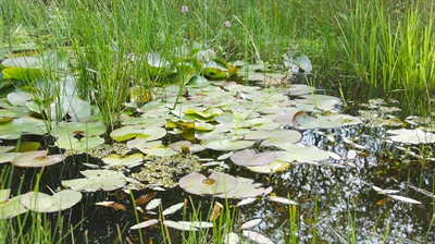Beheer en (her)introductie van ondergedoken waterplanten in stromende waterlopen