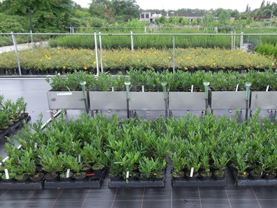 First Flush: nutriëntenafvoer bij grondloze openlucht sierteelt