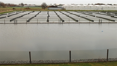 Duurzaam watergebruik bij sierteelt op containervelden