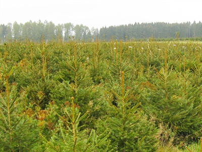 Alertseed: onderzoek naar de introductie van pathogene schimmels via coniferenzaden