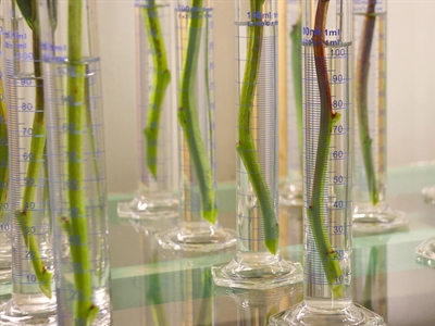 Atmo-Flor: bewaartechnologieën voor behoud van kwaliteit doorheen de sierteeltketen