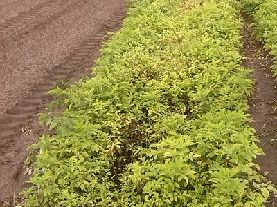 Geïntegreerde beheersing van plantenparasitaire nematoden in de boomkwekerij en aardappelteelt met wakkere planten
