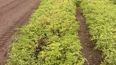 Geïntegreerde beheersing van plantenparasitaire nematoden in de boomkwekerij en aardappelteelt met wakkere planten