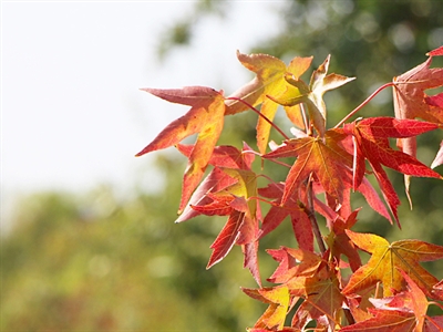VirVrijUit: evaluatie en optimalisatie van een nieuwe detectiestrategie voor virussen en bacteriën in boomkwekerij