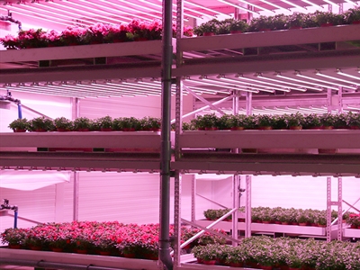 Sierteelt schakelt niveau hoger