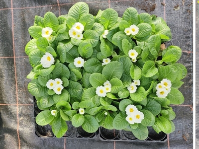 HERMEST: toepassen van herwonnen meststoffen in het teeltrecept in niet-grondgebonden teelten