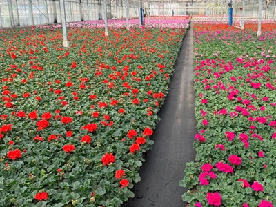 Gebruik van mest van kalveren als alternatief voor kunstmest in de sierteelt