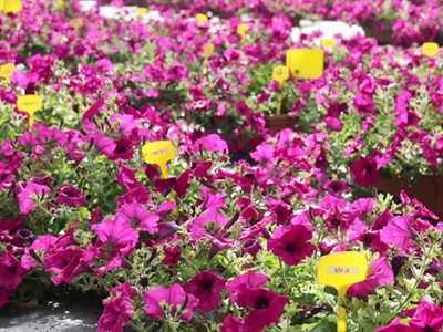 Verhogen weerbaarheid sierteeltbedrijven door verruiming afzetperiode en consumentgerichte productie