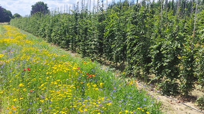 Flower4Trees: bloemenmengsels als win-winsituatie voor biodiversiteit én teler bij vollegrondsboomkwekerij