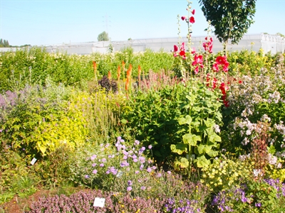 Biodivers groen: klimaatrobuust en budgetvriendelijk