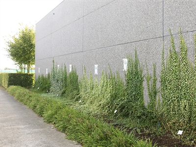 WonderWalls: de toepassing van groene gevels ondersteunen