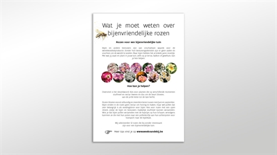 Infofiche 'Wat je moet weten over bijenvriendelijke rozen'