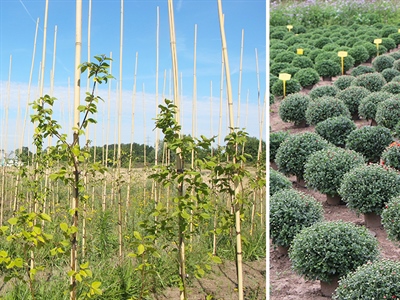 Vydate 10 G nu ook erkend tegen wortelluizen en Limocide tegen roest