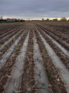 Niet alles gerooid: 7% blijft op het veld