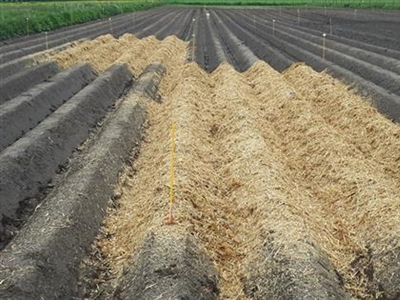 Bodemkracht: verhoogde gewasweerbaarheid bij droogte dankzij goede bodempraktijken