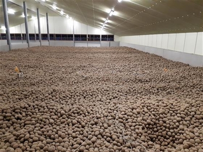 SAB: Slimme aardappelbewaring