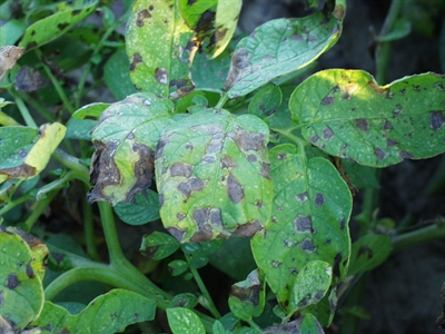 SYTRANSPOM: Synergie Transfrontalière de la Pomme de Terre