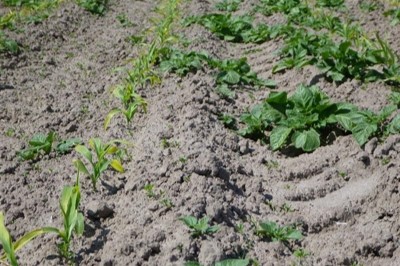 Bestrijding van aardappelopslag in andere teelten