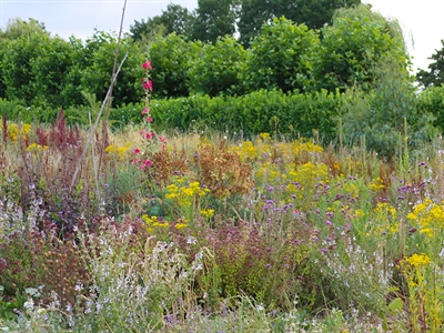 Opmaak database voor een Teeltkalender Biobloemen