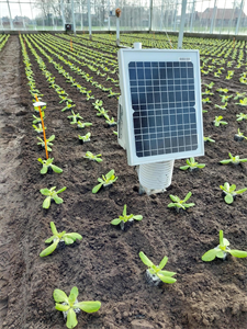 MIRLET.C4G - Model IRrigation in LETuce.Care4Growing