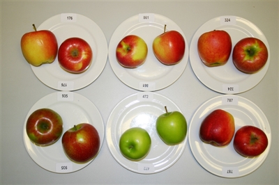 FruitID: Een nieuwe methodiek voor vergelijkend rassenonderzoek van hardfruit