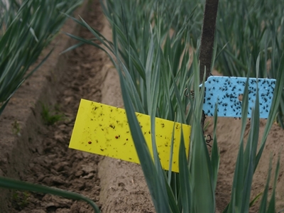 W&W-systeem als robuuste pijler voor IPM in de groenteteelt in Vlaanderen