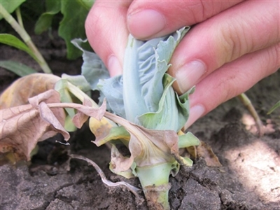 SUSCABFLY: Duurzame beheersing van de koolvlieg