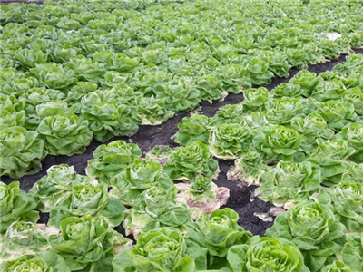 Beheersing van Fusarium oxysporum f.sp. lactucae in bladgroenten