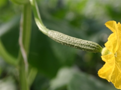 Optimalisatie komkommerteelt in tunnel