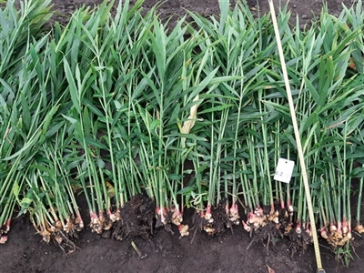 Resultaten irrigatieproef gember