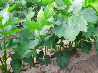 Project rond winterzaaiui en najaarszaai pastinaak goedgekeurd!