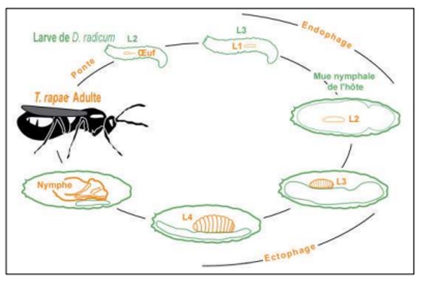 Figuur: cyclus sluipwesp (Tribliographa rapae)