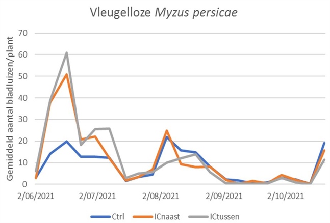 Figuur: Telling natuurlijke aantasting van Myzus persicae in paprika - 2 weken na plant