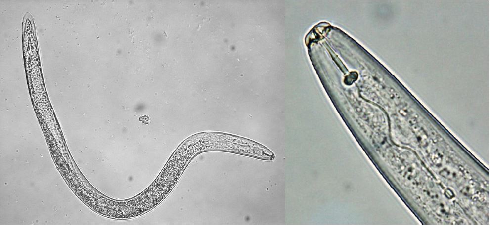 Pratylenchus penetrans met duidelijke mondstekel en stekelknoppen.