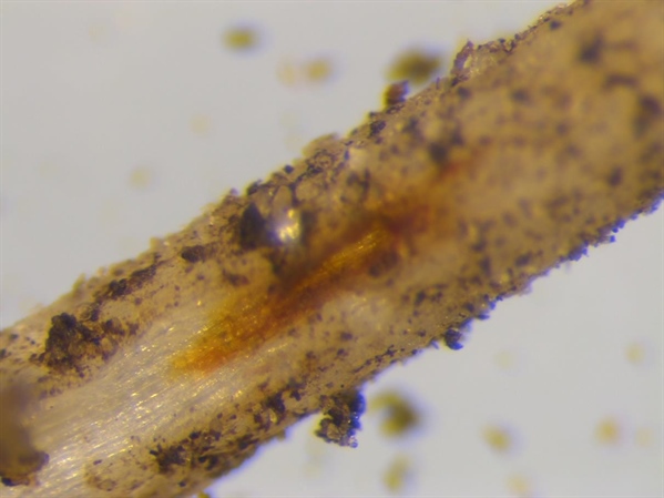 Lesies (bruinverkleuring) op wortels van sla veroorzaakt door Pratylenchus nematoden.