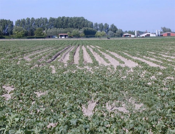  Valplekken in aardappel veroorzaakt door Pratylenchus penetrans.