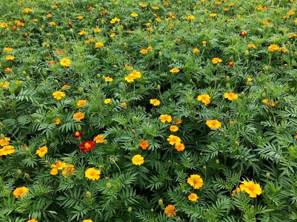  Afrikaantjes (Tagetes patula)  laten de populatie Pratylenchus penetrans actief dalen.