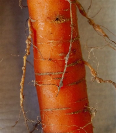 Knobbels op de zijwortels van wortel veroorzaakt door Meloidogyne chitwoodi