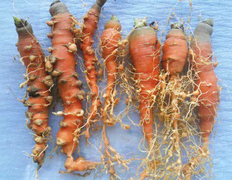 Ernstige schade bij wortelen veroorzaakt door de wortelknobbelnematode Meloidogyne chitwoodi.