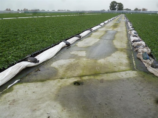 Op het trayveld wordt alle drainwater opgevangen door middel van afvoerbuizen onder de holle betonpaden