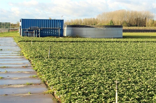 Tussen het waterbassin en het trayveld staat de fertigatie unit en een tank waarin de dagvoorraad voedingswater voor de aardbeien en het trayveld wordt opgeslagen.