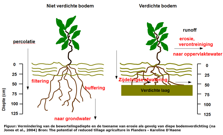 Figuur: Vermindering van de bewortelingsdiepte en de toename van erosie als gevolg van diepe bodemverdichting