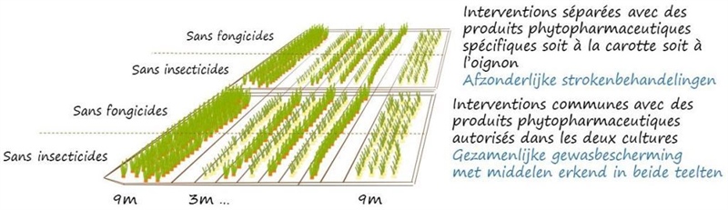 Proefveldschema intercropping