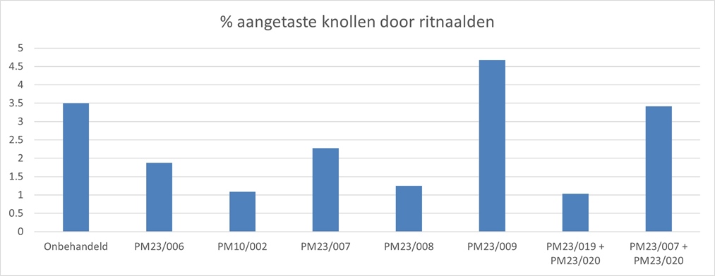 Grafiek: % aangetaste knollen door ritnaalden in bataat